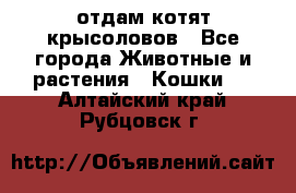 отдам котят крысоловов - Все города Животные и растения » Кошки   . Алтайский край,Рубцовск г.